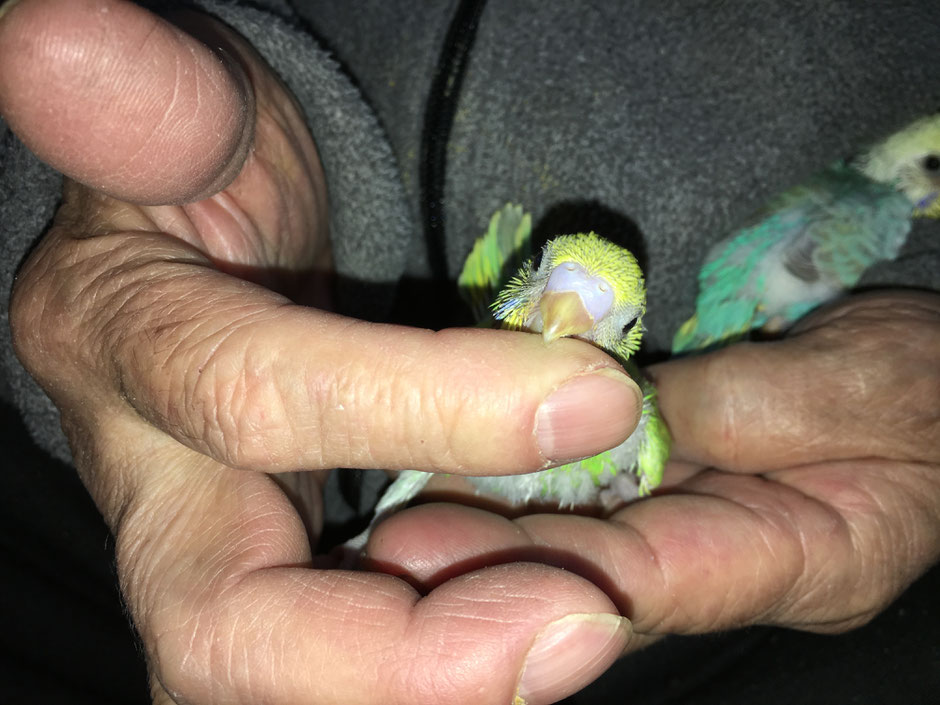 手乗りセキセイインコのヒナが仲間入りしました。