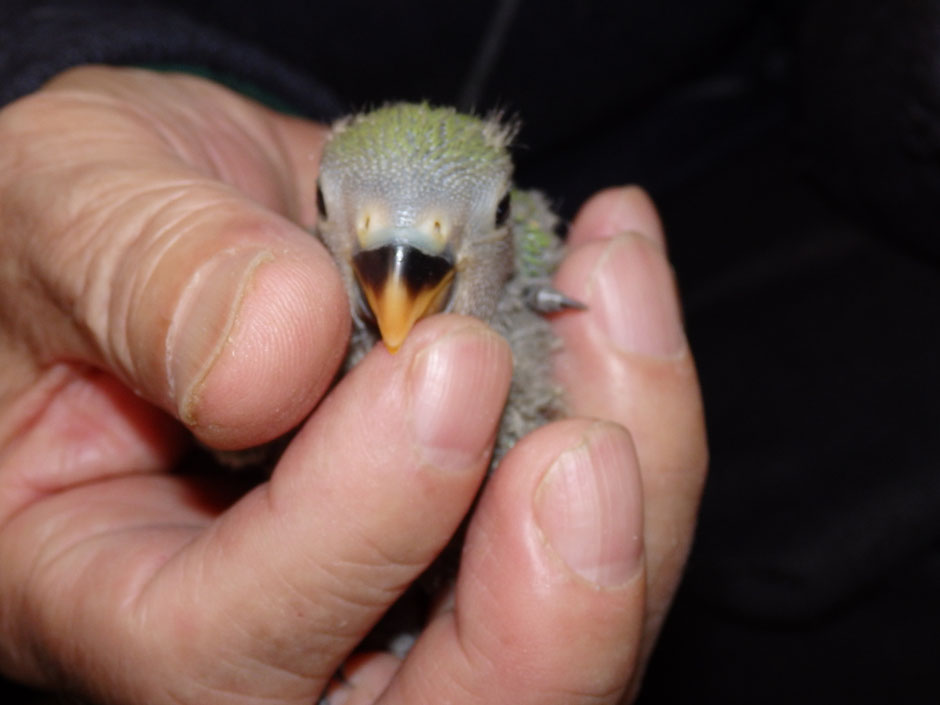 手乗りコザクラインコのヒナが仲間入りしました。