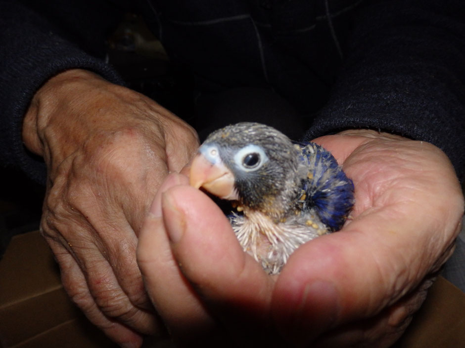 手乗り高級ボタンインコです。バイオレットが仲間入りしました。