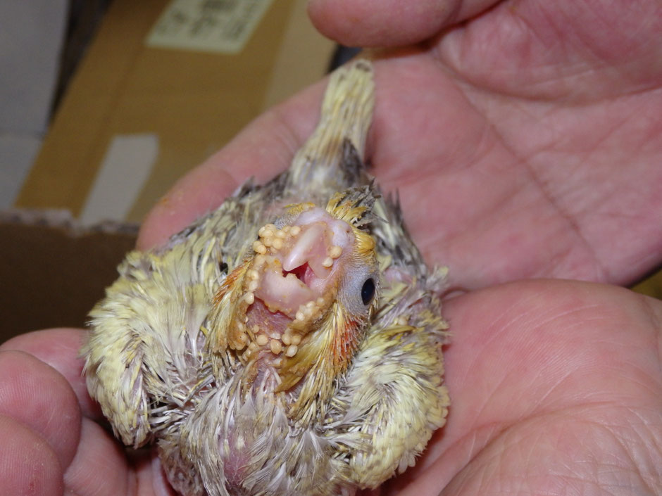 50 可愛い オカメインコ 画像 最高の動物画像 50 可愛い オカメインコ 画像 最高の動物画像