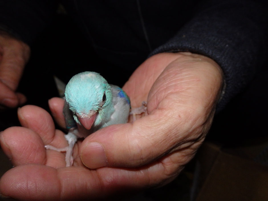 福岡ペットミッキンに手乗りマメルリハインコのブルーが仲間入りしました。