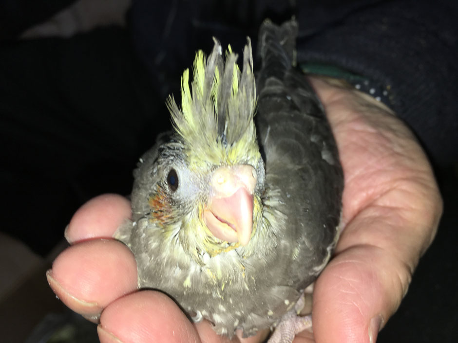 ペットミッキンに手乗りオカメインコのヒナが仲間入りしました。