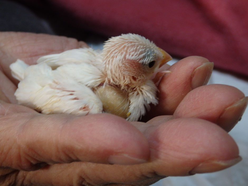 手乗り白文鳥のヒナが仲間入りしました。