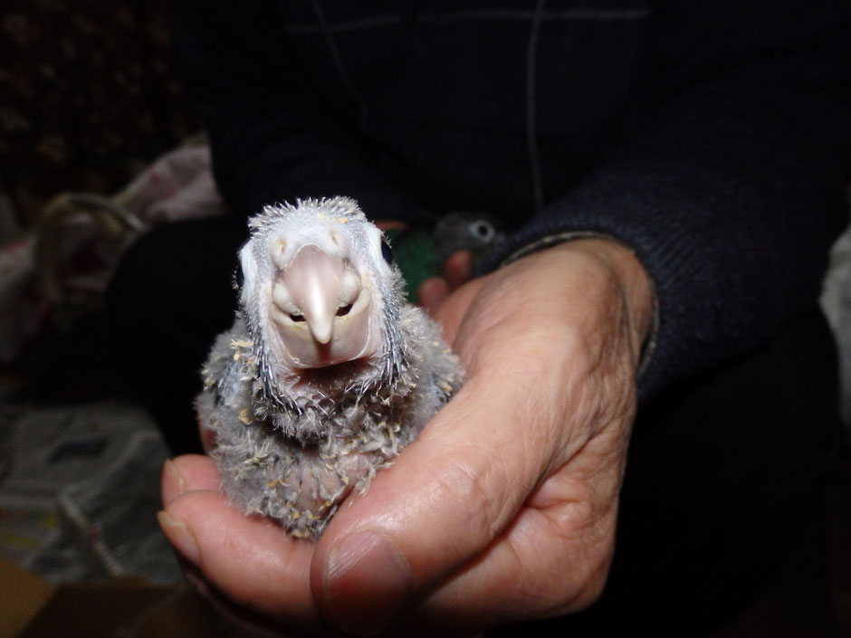 ペットミッキンに手乗りウロコインコのブルーのヒナが仲間入りしました