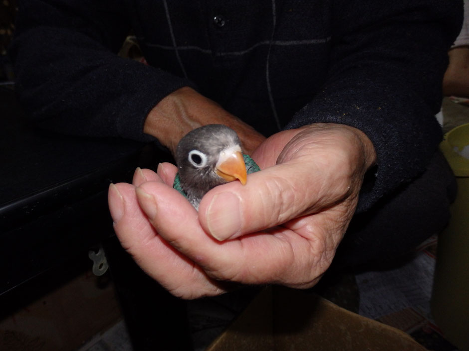 ペットミッキンにボタンインコのヒナが仲間入りしました。