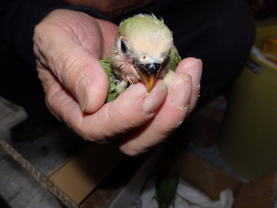 手乗りコザクラインコのヒナが仲間入りしました。