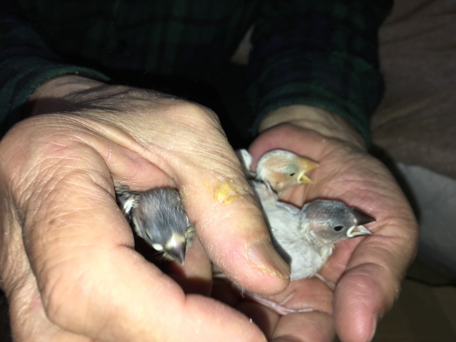手乗りシナモン文鳥のヒナがペットミッキンに仲間入りしました。