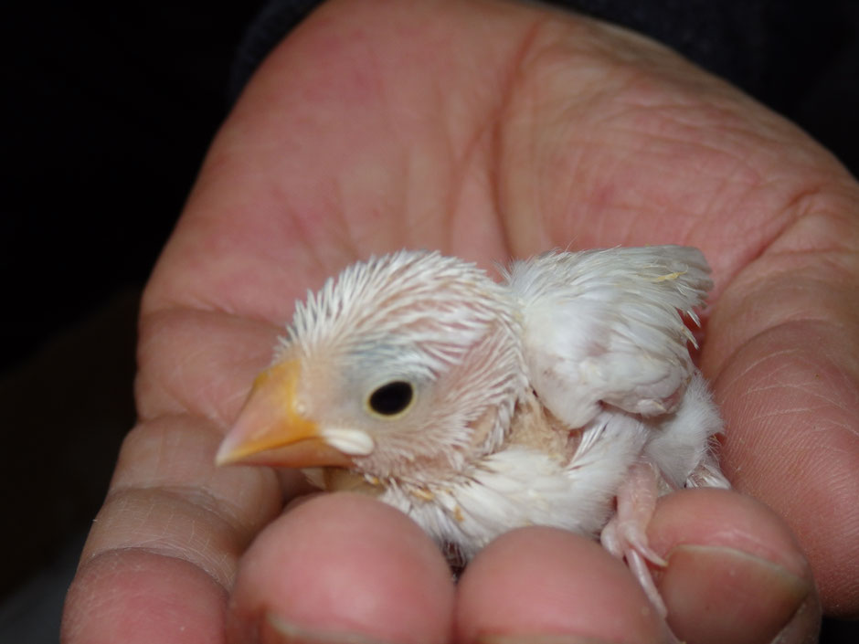 ペットミッキンに手乗り白文鳥のヒナが仲間入りしました。