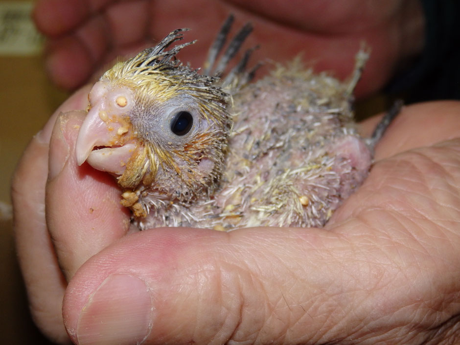 ペットミッキンに手乗りオカメインコのヒナが仲間入りしました。