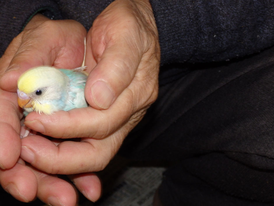 手乗りセキセイインコのヒナが仲間入りしました。