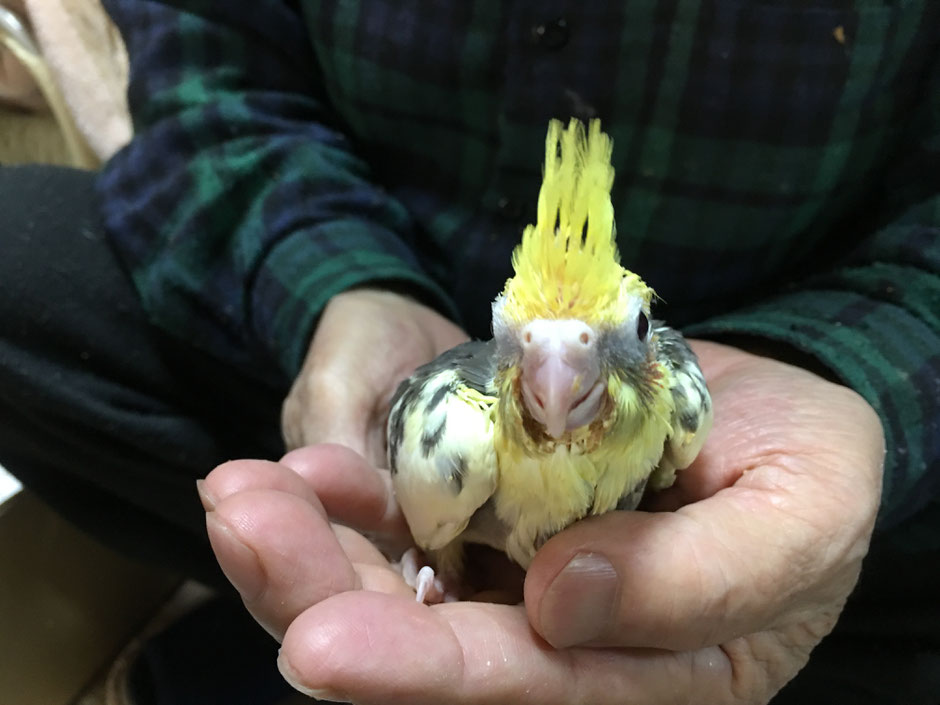 手乗りオカメインコのヘビーパイドのヒナが仲間入りしました。