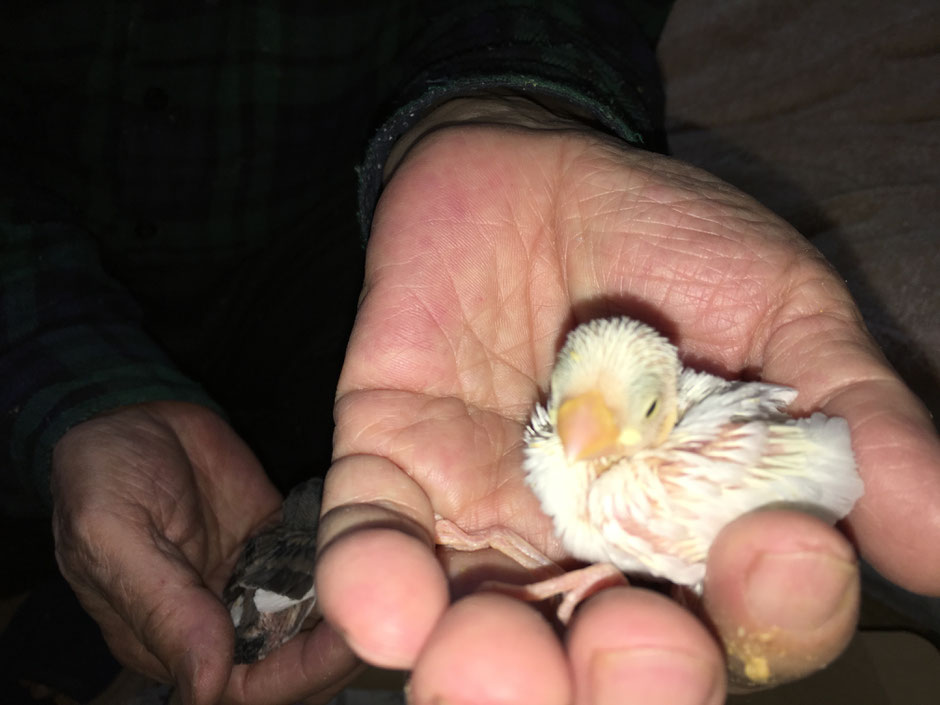 かわいい白文鳥のヒナが仲間入りしました。