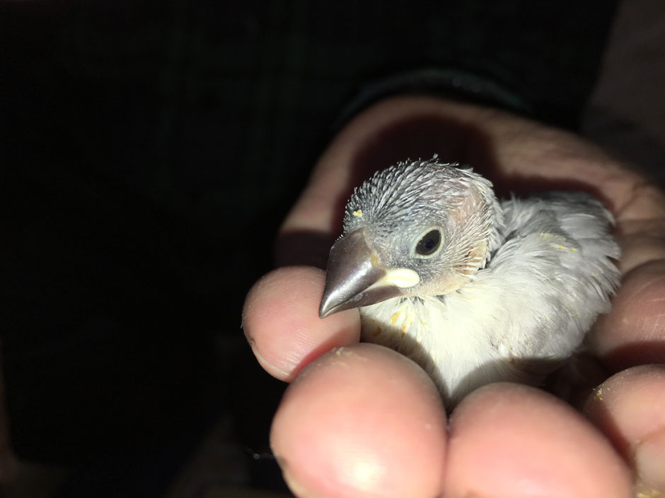 ペットミッキンに手乗り桜文鳥のヒナが仲間入りしました。