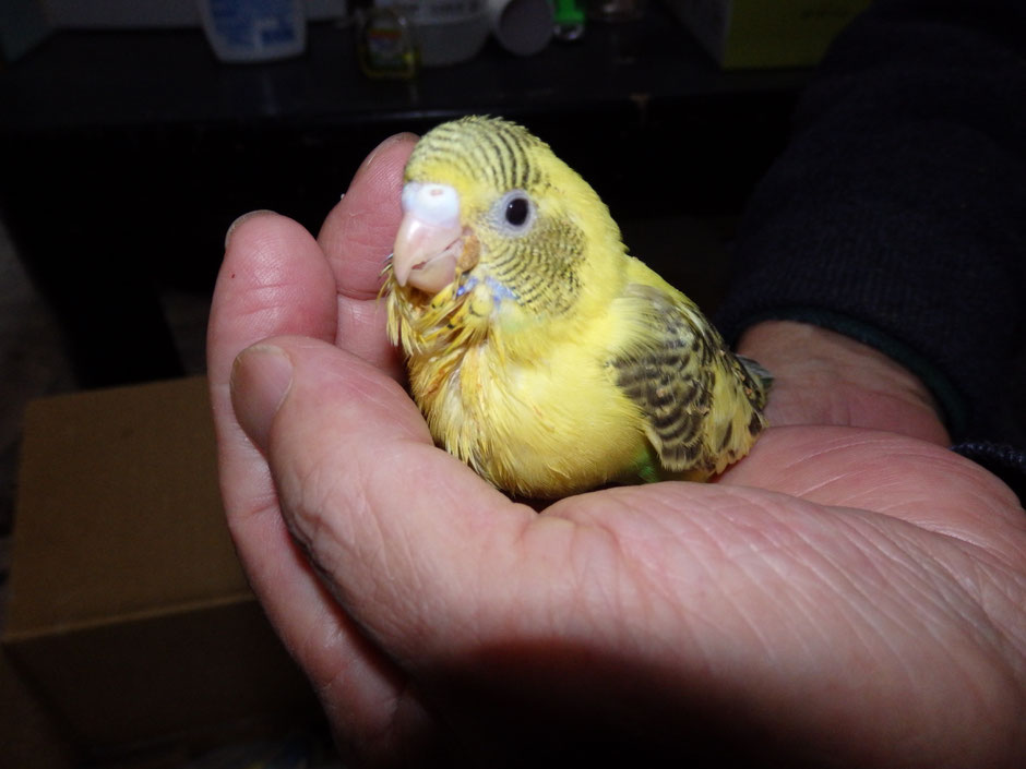 手乗りの可愛い高級セキセイインコのヒナが仲間入りしました。ハルクインです。