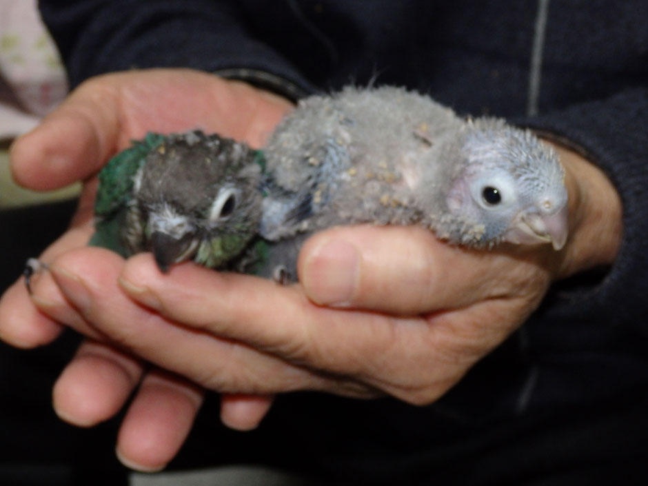 ペットミッキンに手乗り青ウロコインコのヒナが仲間入りしました。