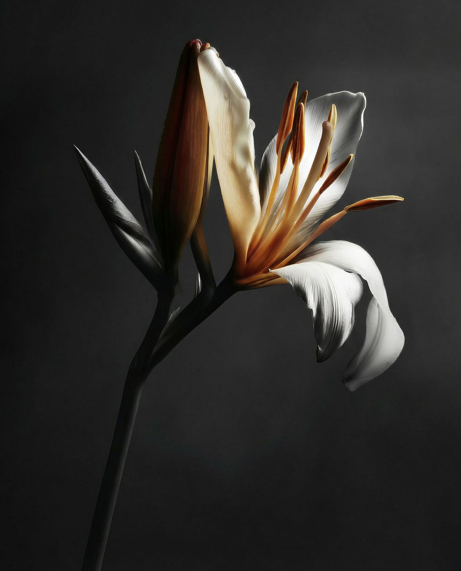 Colored black and white fine art photo of the beautiful flower strelitzia by Martin Boelt Photography