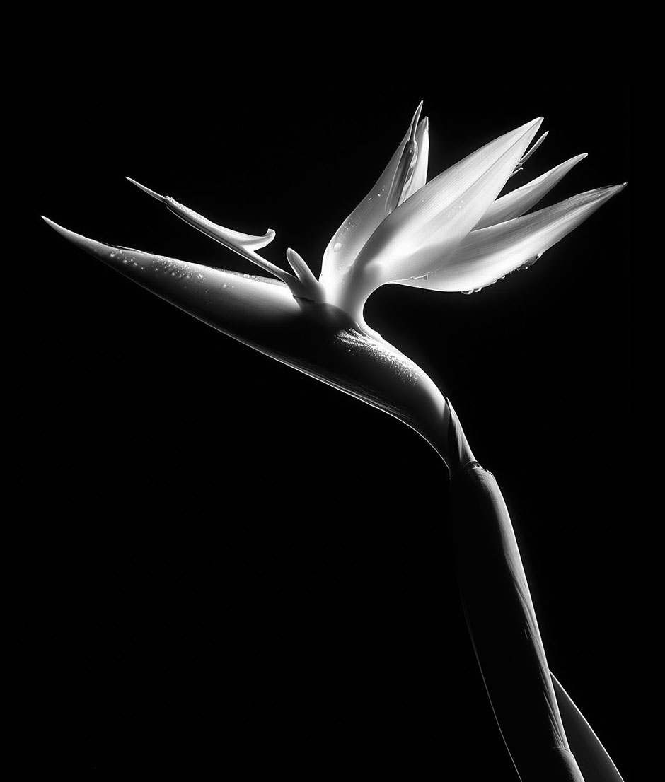 Black and white image of the beautiful flower strelitzia by Martin Boelt Photography