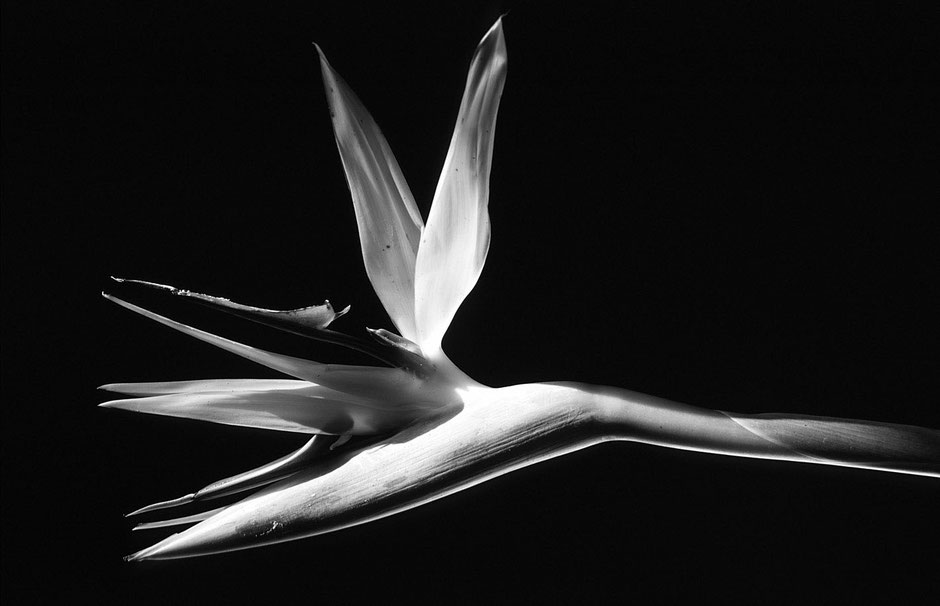 Strelitzie the Bird of Paradise photographed with a B/W slide film