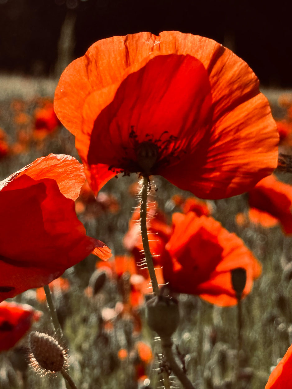 close-up of poppies in the sun