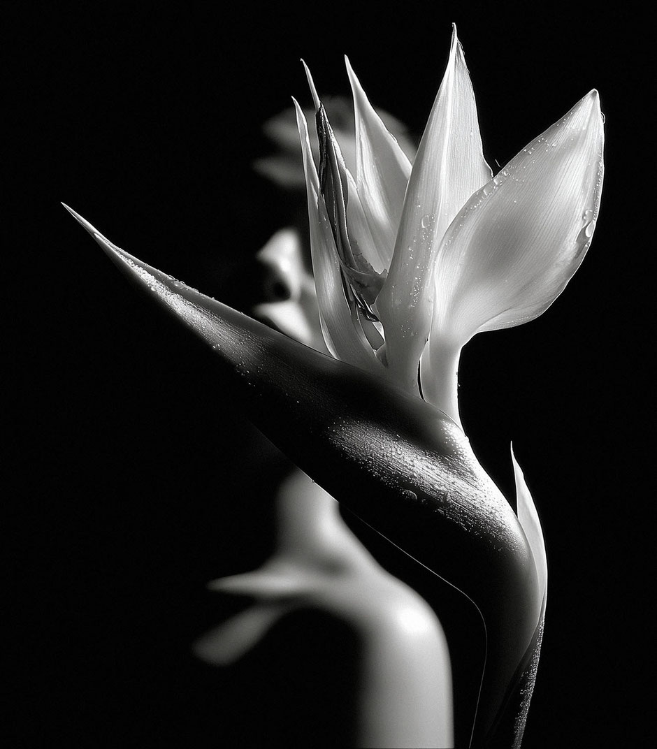 Black and white image of the beautiful flower strelitzia by Martin Boelt Photography