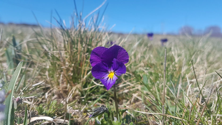 La célèbre Foire des violettes (aussi appelée Fête des Violettes) est organisée chaque année le dimanche après le 12 juillet dans le village de Sainte-Eulalie