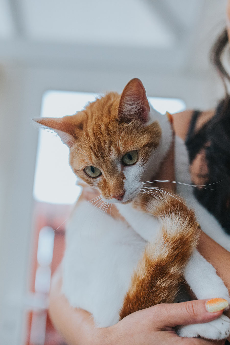Ginger and white cat