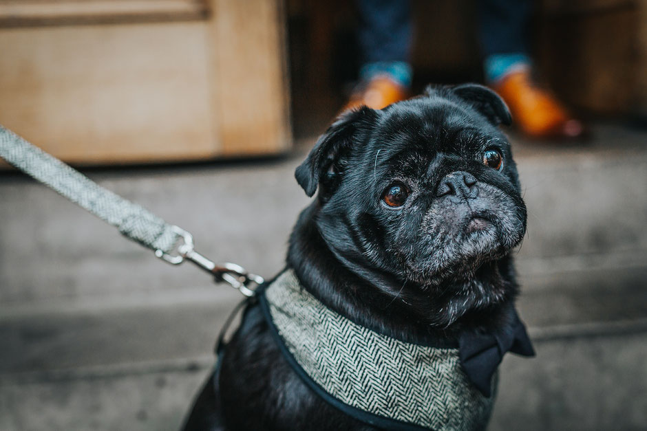 a pug dressed in tweed and a bowtie at a wedding