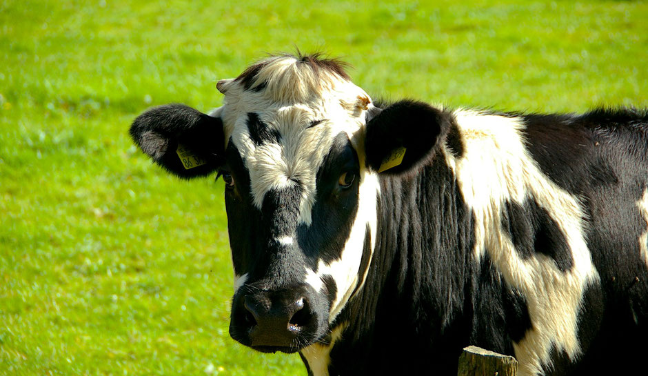 PranaHvital - Blog - Article Lait et calcium