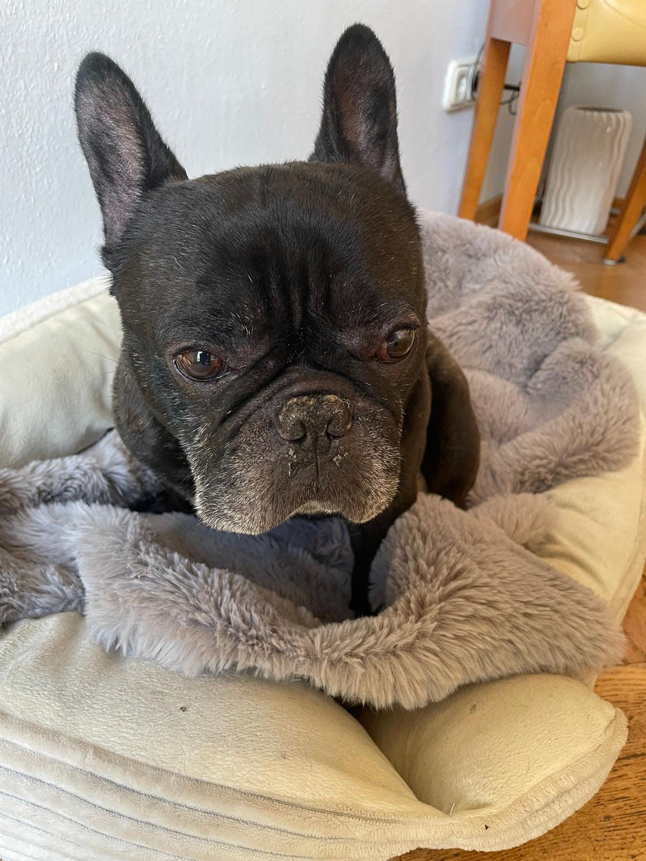 Eines der letzten Fotos von Enzo