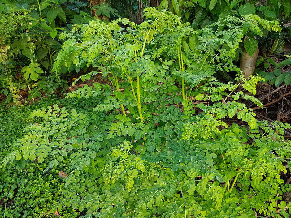 Moringa