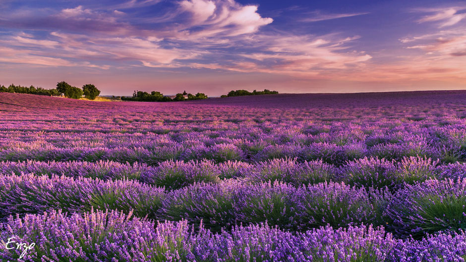 Champs de lavande - Plateau de Valensole - lavender fields Provence