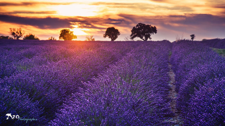 Champs de lavande - Plateau de valensole