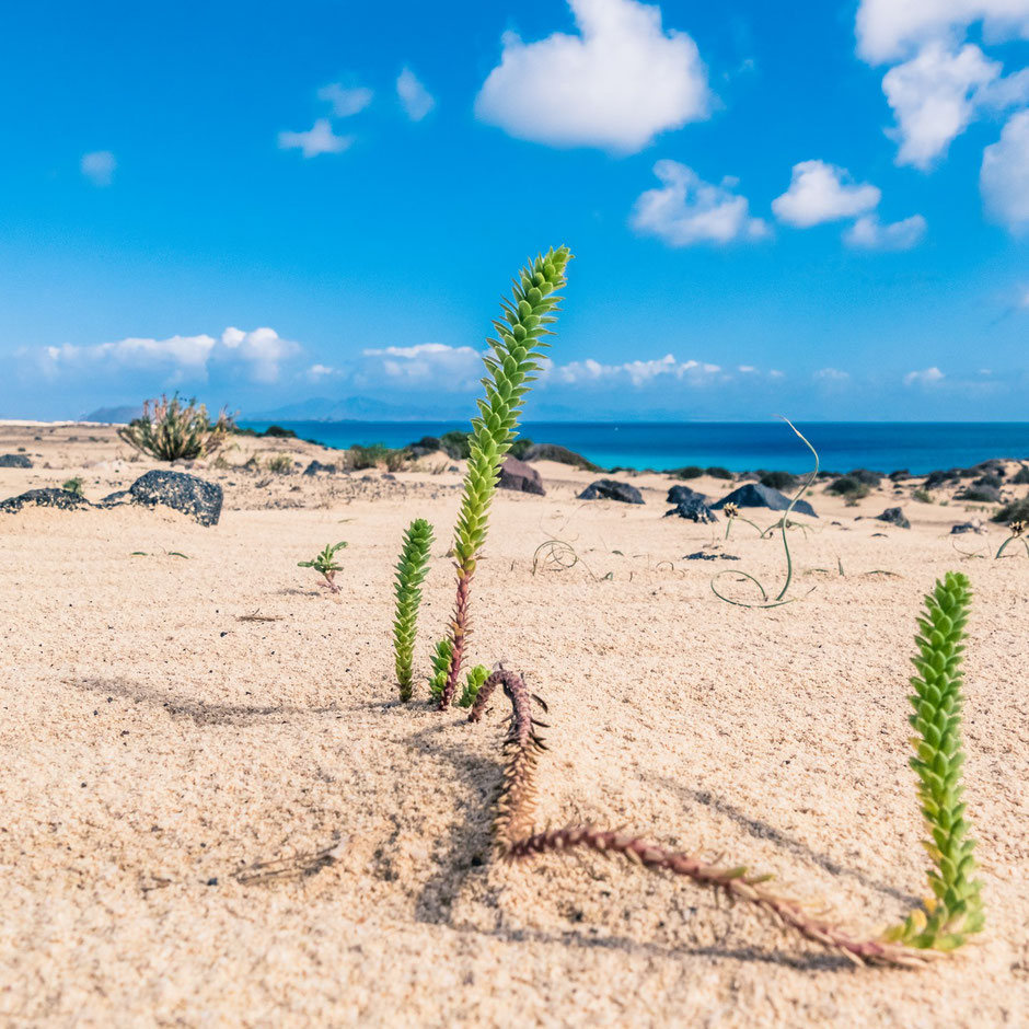 Photo de vacances, cadrage au sol en contre-plongée