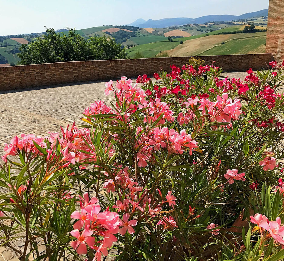 Oleander in bloom on the square of Loretello with a view over the hills of Le Marche. Close to Vecchi Maestri B&B, adults only luxury holiday apartments with swimming pool, professional gym with personal trainer and great views. Book now.