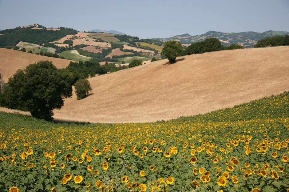 Instagramwaardig heuvellandschap van Le Marche met graanvelden, zonnebloemen en in de verte een dorpje. Een adults only zomervakantie bij Vecchi Maestri luxe vakantieappartementen met zwembad, fitness en mountainbikes. Boek nu en ontdek Le Marche.
