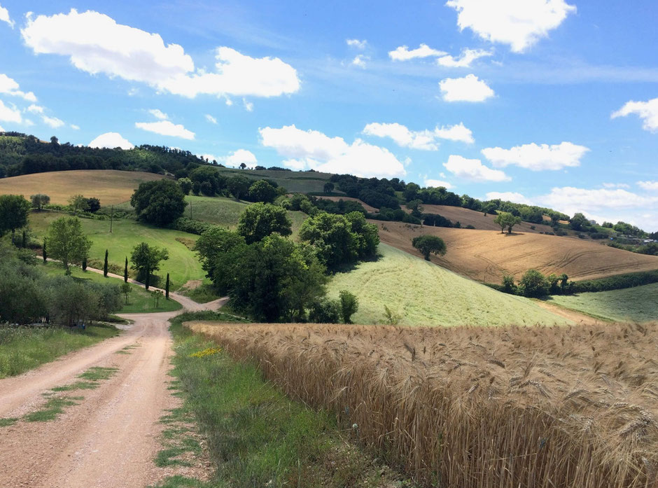 An instagram-worthy lane with cypress trees next to rolling hills and fields, seen during a walk in Italy. On holiday at Vecchi Maestri adults only luxury holiday apartments with swimming pool and professional gym in San Pietro, Ancona. Book now.