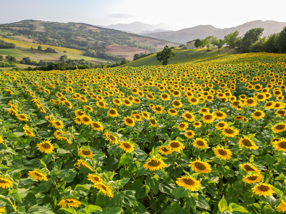 Stroll in beautiful Le Marche and stop at a sunflower field near Vecchi Maestri B&B, luxury adults only holiday apartments with swimming pool and gym with personal training on request. Enjoy the Italian good life while staying fit on vacation. Book now.