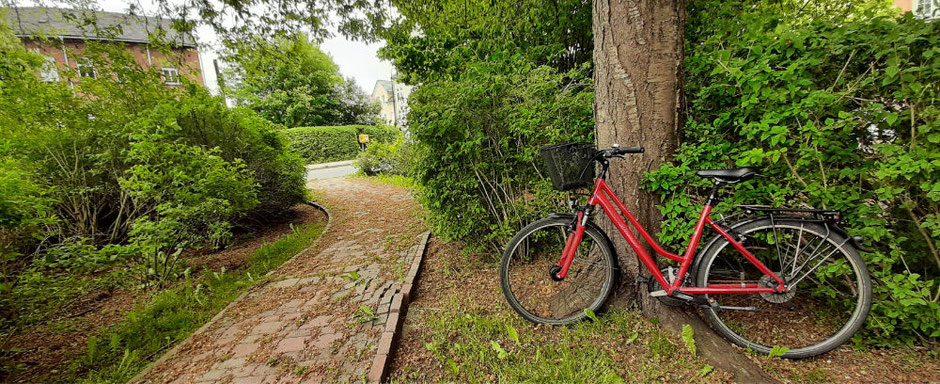 Bycicle in Nature