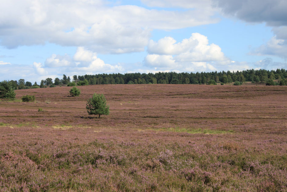 luneburger heide, heath