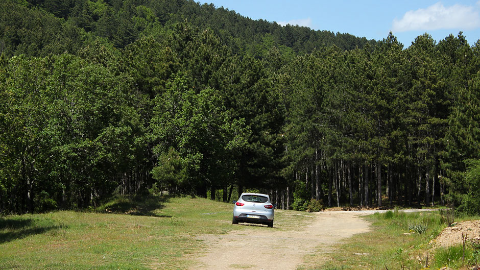 Forests in Halkidiki