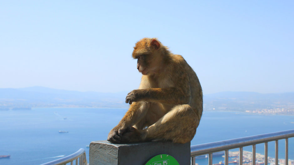 Monkeys in Gibraltar