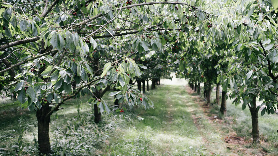 altes land, blossoms