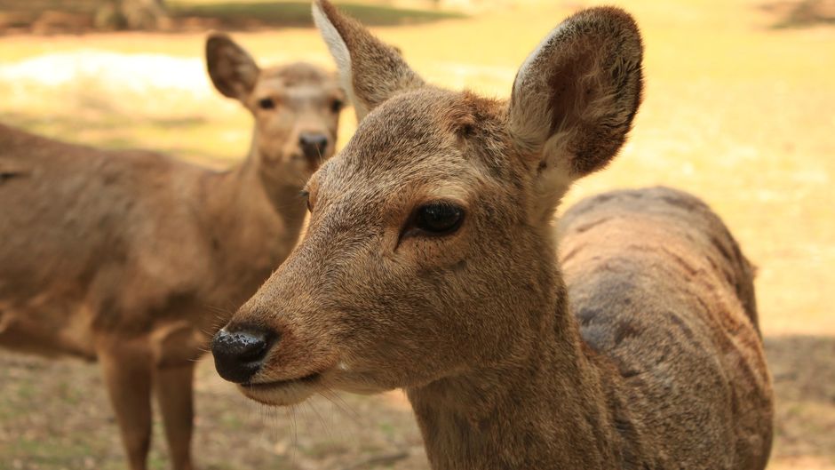 Deers in Nara