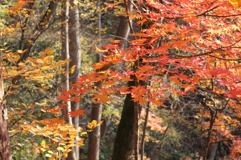 栗山町　紅葉