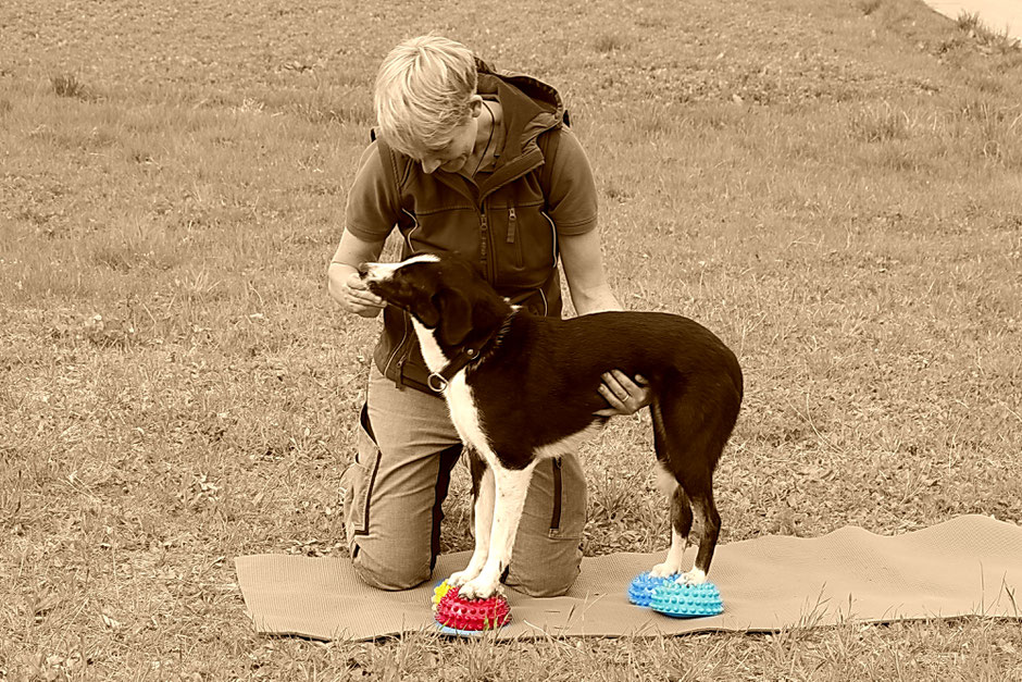 Laura Klingseisen-Bruun und Hund bei Physiotherapie auf Igelkissen Koordinationsschulung