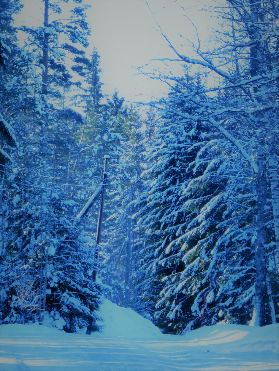 Schnee Baume tiefverschneit Winter Finnland