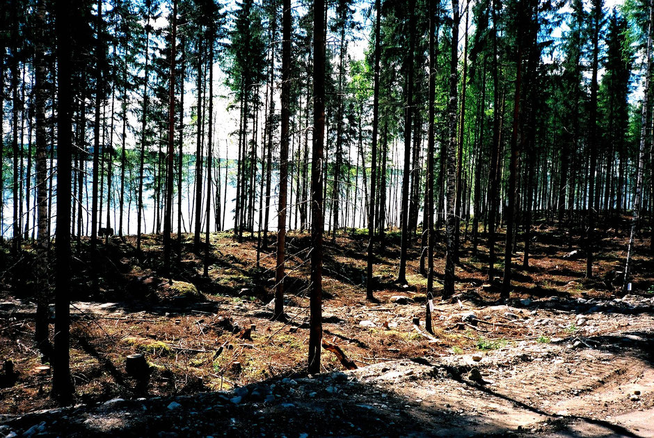 Wald See Finnland Frühling