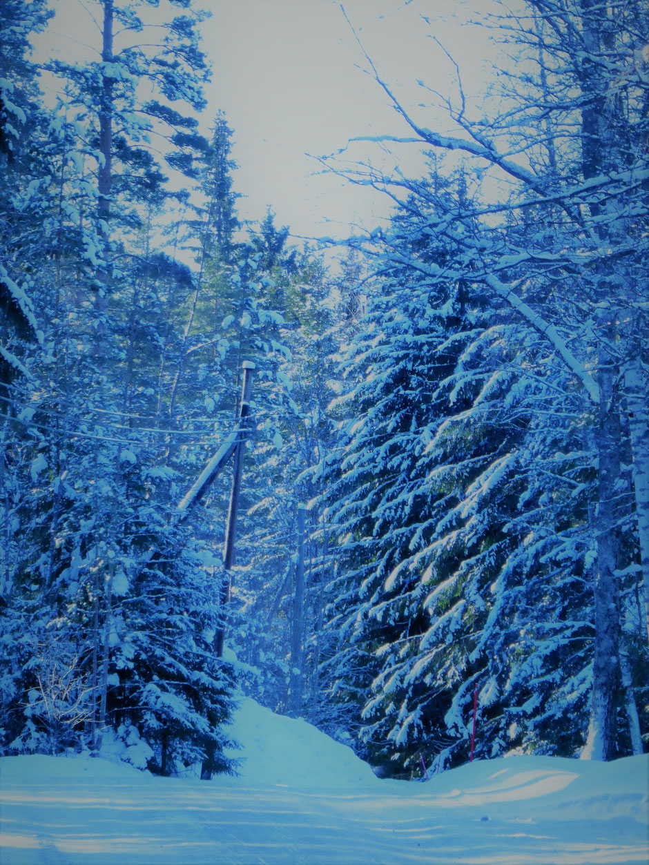 Winter forest Finland