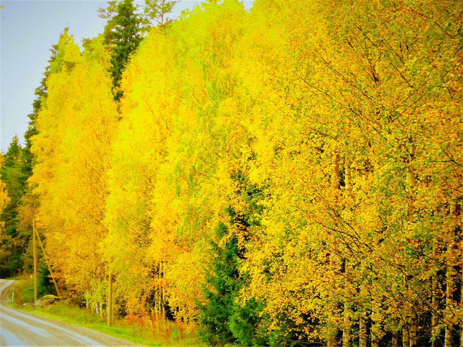 Wald Herbst Finnland