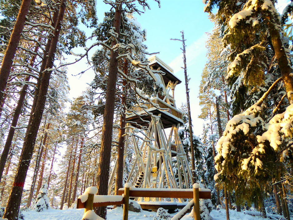 Winter Wald Finnland